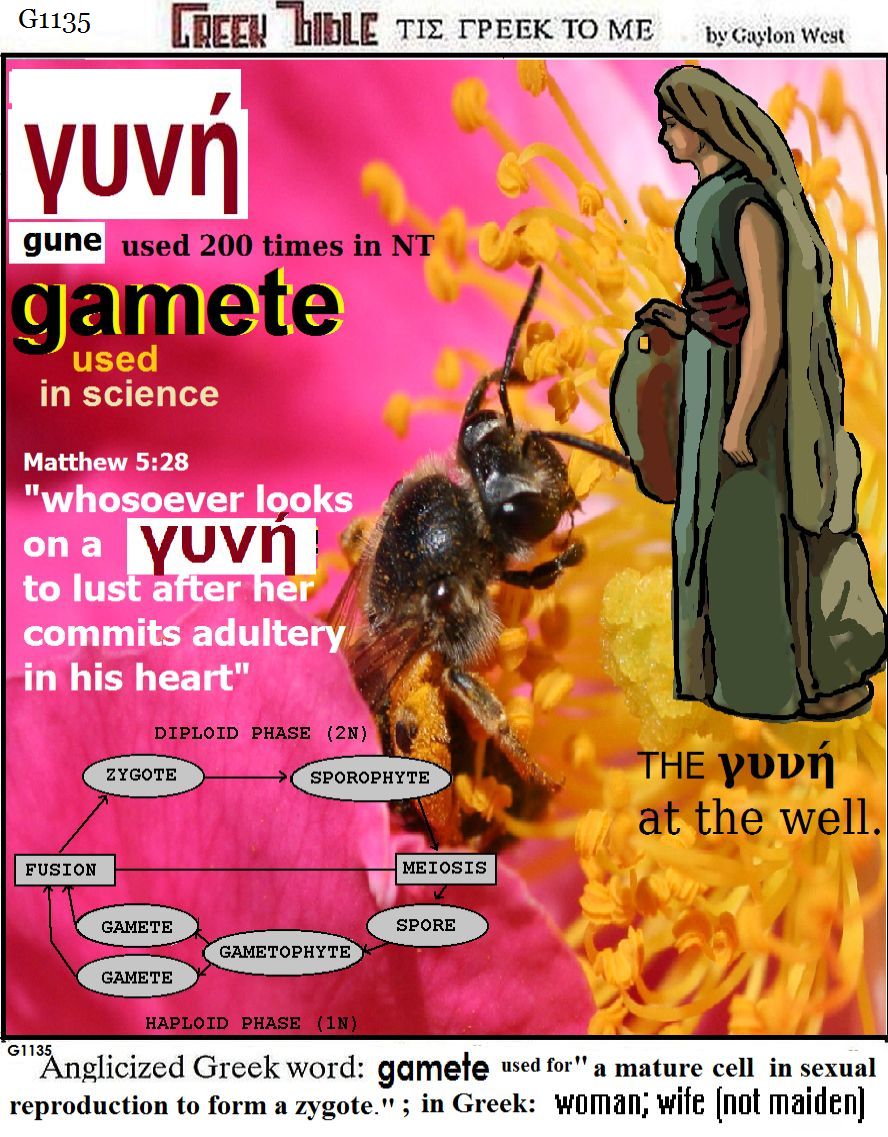 yuvn G1135: woman.  Greek words of the New Testament, illustrated.